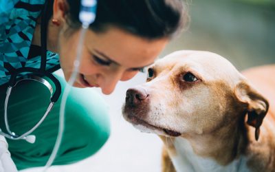 Taking Care of Geriatric Pets